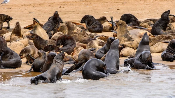 大西洋沿岸的海狮群 纳米比亚 — 图库照片