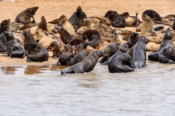 Rebanho Dos Leões Marinhos Costa Oceano Atlântico Namíbia — Fotografia de Stock