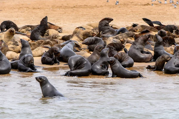 Hejno Mořských Lvů Pobřeží Atlantského Oceánu Namibie — Stock fotografie