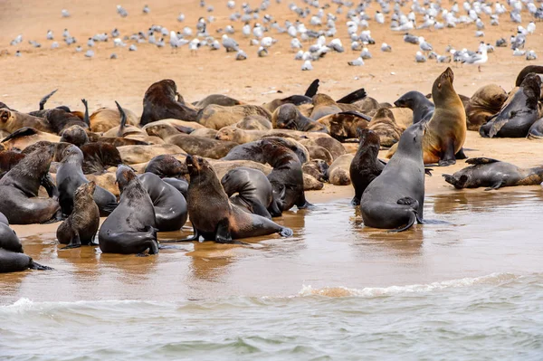 Atlantik Okyanusu Kıyısında Deniz Aslan Sürüsü Namibya — Stok fotoğraf