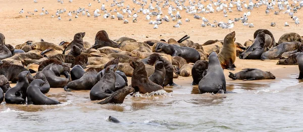 Stada Lwów Morskich Wybrzeżu Oceanu Atlantyckiego Namibia — Zdjęcie stockowe