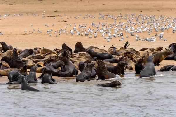 Rebanho Dos Leões Marinhos Costa Oceano Atlântico Namíbia — Fotografia de Stock