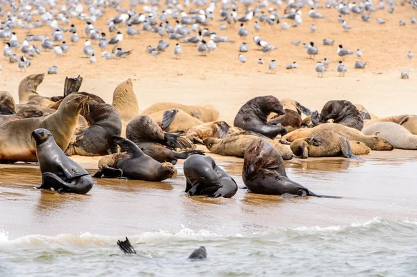 Stada Lwów Morskich Wybrzeżu Oceanu Atlantyckiego Namibia — Zdjęcie stockowe