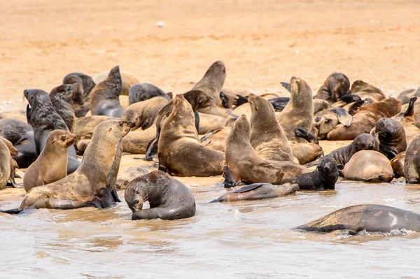 Flock Sea Lions Coast Atlantic Ocean Namibia — Stock Photo, Image