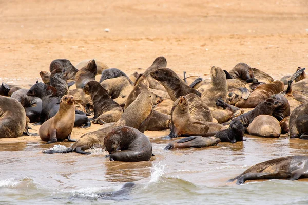 Stada Lwów Morskich Wybrzeżu Oceanu Atlantyckiego Namibia — Zdjęcie stockowe