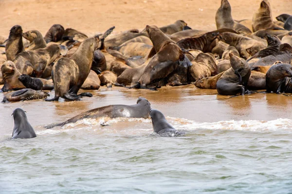 Atlantik Okyanusu Kıyısında Deniz Aslan Sürüsü Namibya — Stok fotoğraf