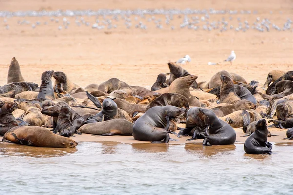 Stada Lwów Morskich Wybrzeżu Oceanu Atlantyckiego Namibia — Zdjęcie stockowe