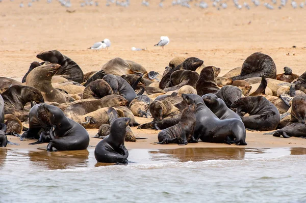 Flock Sjölejon Vid Kusten Atlanten Namibia — Stockfoto