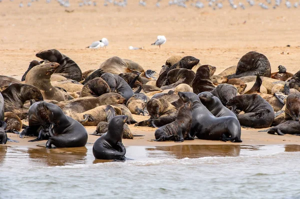 Stada Lwów Morskich Wybrzeżu Oceanu Atlantyckiego Namibia — Zdjęcie stockowe