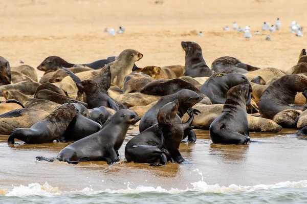 Herde Der Seelöwen Der Küste Des Atlantiks Namibia — Stockfoto