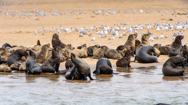 Flock Sea Lions Coast Atlantic Ocean Namibia — Stock Photo, Image