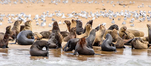 Gregge Leoni Marini Sulla Costa Dell Oceano Atlantico Namibia — Foto Stock