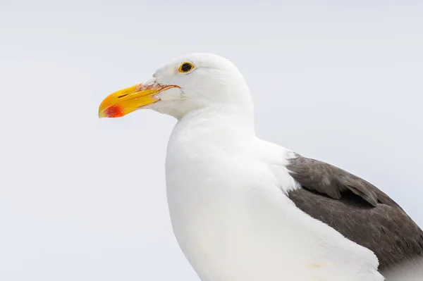 Albatross Bahía Walvis Namibia — Foto de Stock