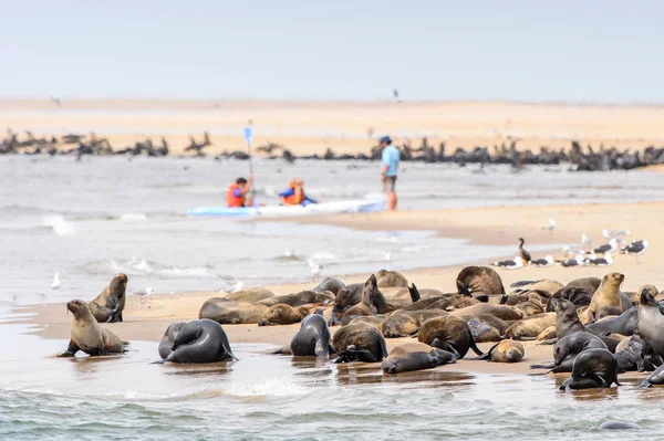 Stada Lwów Morskich Wybrzeżu Oceanu Atlantyckiego Namibia — Zdjęcie stockowe