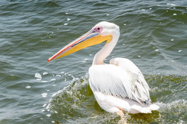 Pelican Walvis Bay Namibië — Stockfoto