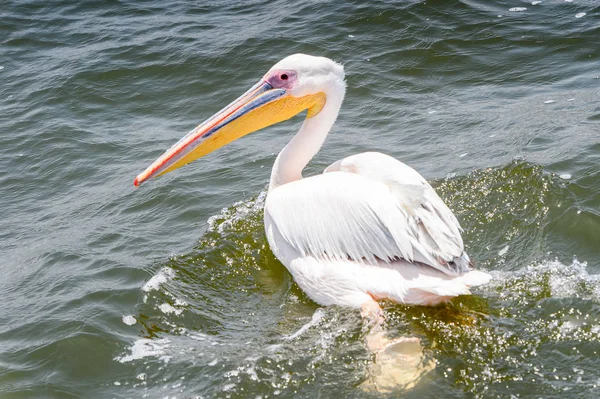 Pelican Walvis Bay Namibië — Stockfoto