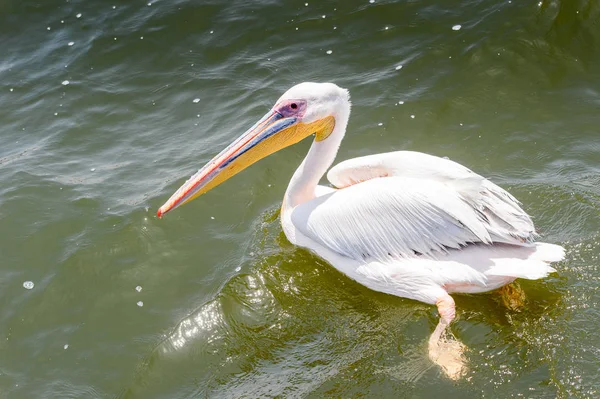 Pelican Walvis Bay Namibië — Stockfoto