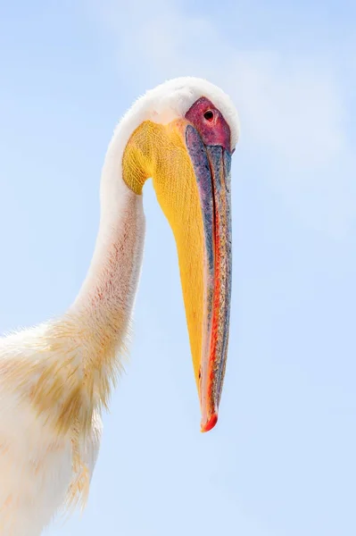 Pelicano Walvis Bay Namíbia — Fotografia de Stock