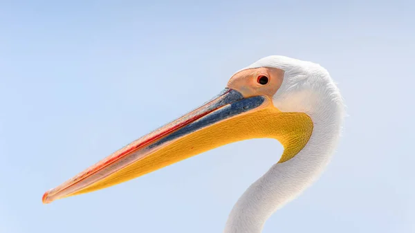 Pelican Valvis Bay Namibie — Stock fotografie