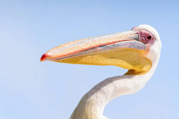 Pelican Walvis Bay Namibia — Stock Photo, Image