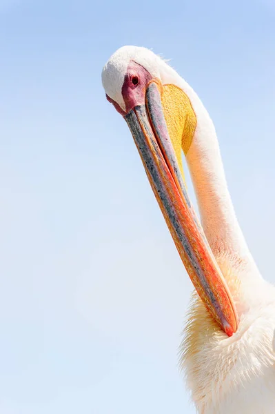 Pelicano Walvis Bay Namíbia — Fotografia de Stock