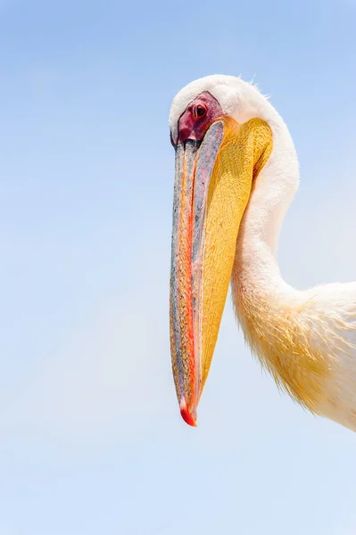 Pelican Walvis Bay Namibië — Stockfoto
