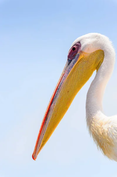 Pelican Walvis Bay Namibie — Photo