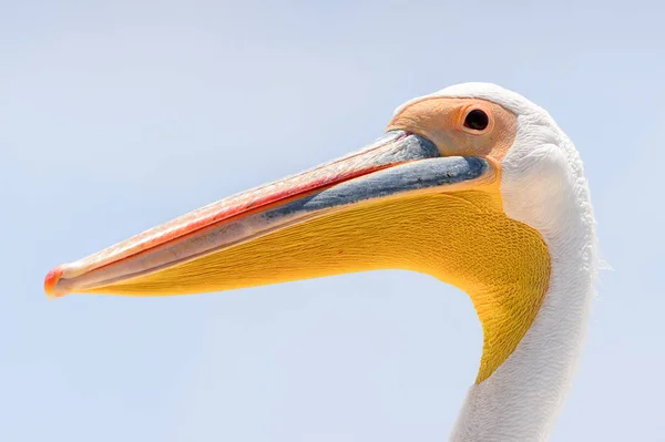Пеликан Уолфиш Бей Нибиа — стоковое фото