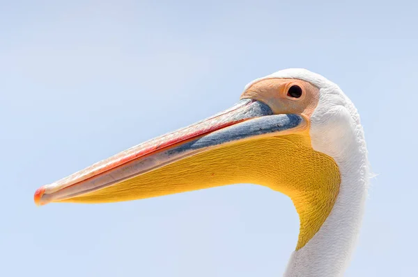 Pelican Bahía Walvis Namibia — Foto de Stock