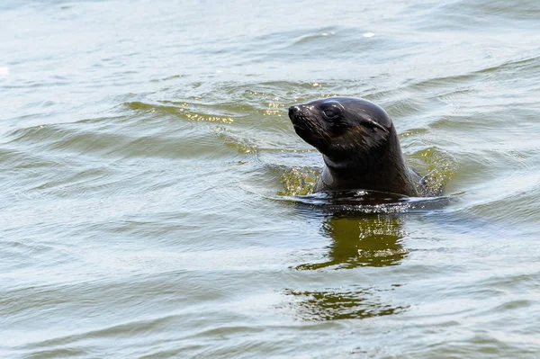 León Marino Nadando Océano Walvis Bay Namibia —  Fotos de Stock