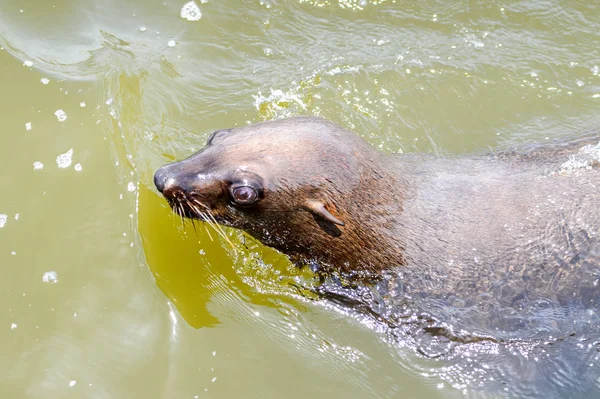 Sea Lion Simning Havet Walvis Bay Namibia — Stockfoto