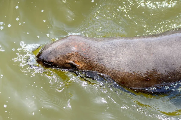 Capybara from the water fotos de stock, imágenes de Capybara from the water  sin royalties | Depositphotos