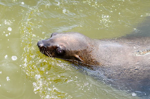 León Marino Nadando Océano Walvis Bay Namibia —  Fotos de Stock