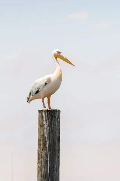 Pelican Close Walvis Bay Namibie — Photo