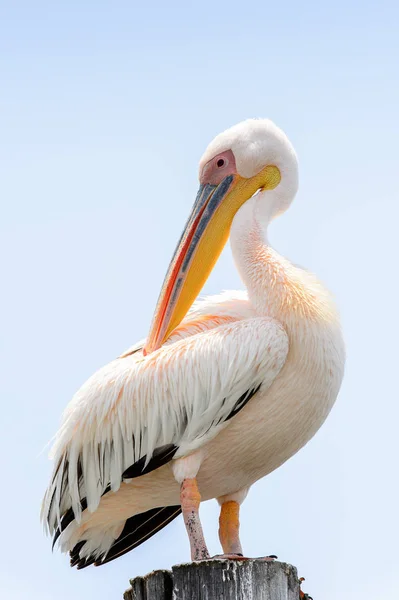 Pelican Close Walvis Bay Namibia — Stockfoto