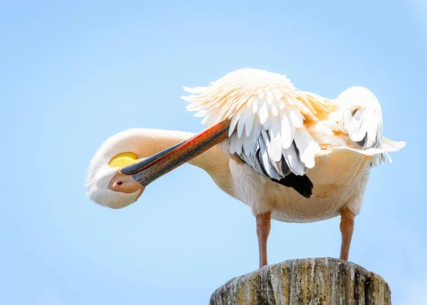 Pelicano Close Vista — Fotografia de Stock