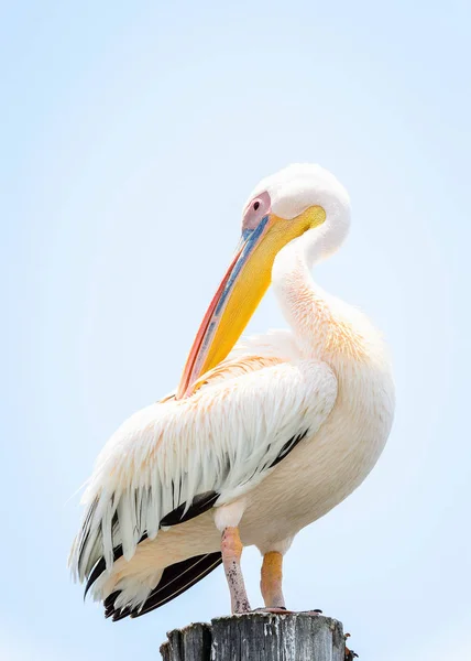 Pelikan Zbliżenie — Zdjęcie stockowe