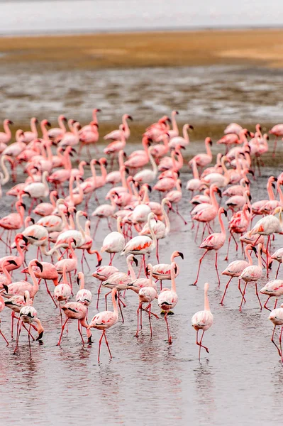 Rózsaszín Flamingók Nyáj — Stock Fotó