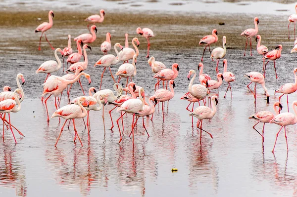 Rózsaszín Flamingók Nyáj — Stock Fotó