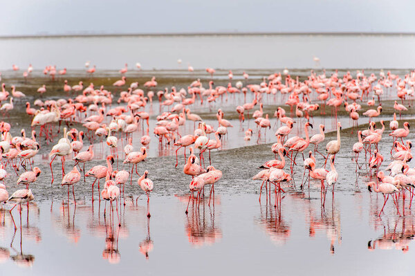 Стая розовых фламинго
