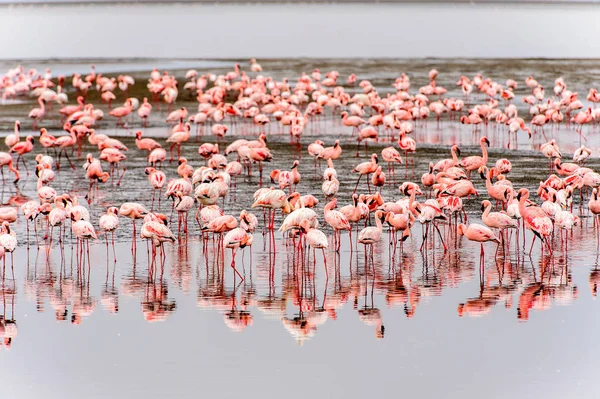 Kudde Van Roze Flamingo — Stockfoto