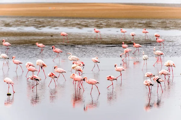 Rebanho Flamingos Rosa — Fotografia de Stock