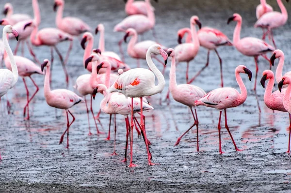 Flock Pink Flamingos — Stock Photo, Image