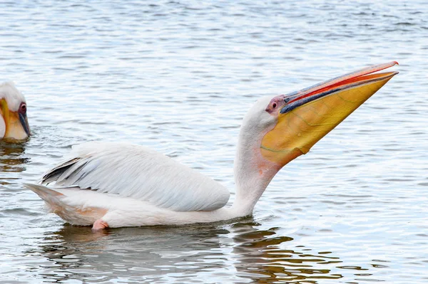 Pelicans Walvish Bay Namibie — Photo