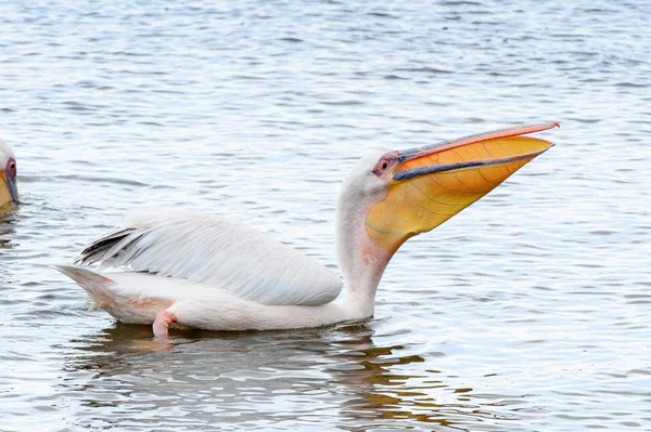 Pelicans Walvish Bay Namibia — Stock Photo, Image