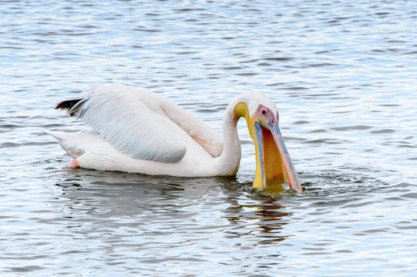 Pelicans Walvish Bay Namibia — Stockfoto