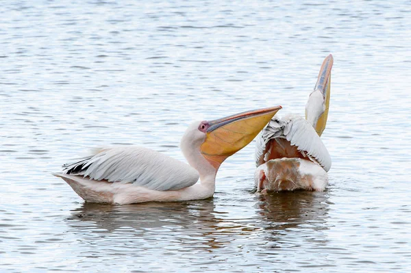 Pelicans Walvish Bay Namibië — Stockfoto