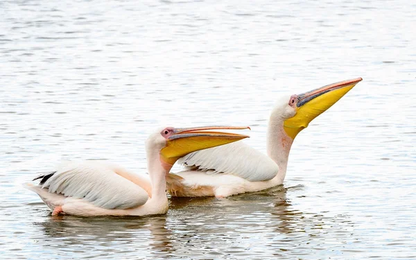 Pelikan Aus Nächster Nähe — Stockfoto
