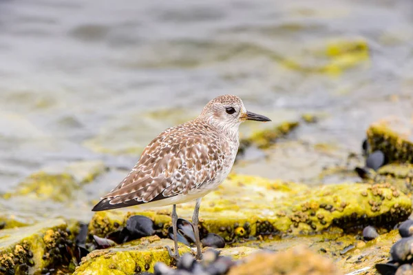 Albatross Bahía Walvis Namibia — Foto de Stock