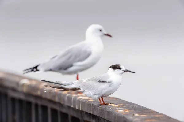 Albatros Walvis Bay Namibie — Photo